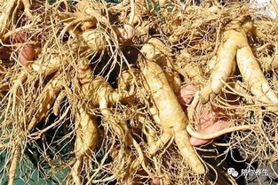 西洋參 長(zhǎng)期食用的益處與潛在風(fēng)險(xiǎn)