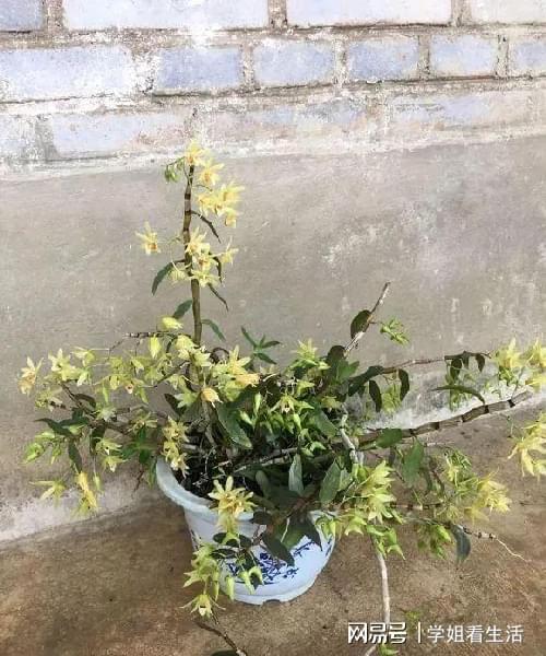 陽臺綠植新風尚 自種人參靈芝石斛與西洋參，養生健康觸手可及