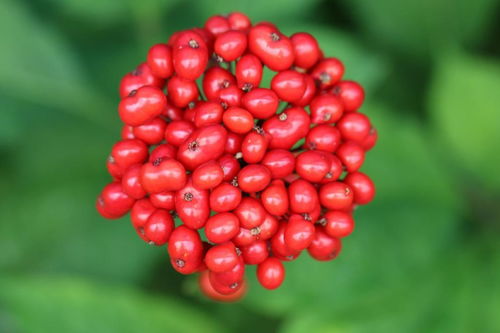 人參果不是人參的果實，別再傻傻分不清楚啦！