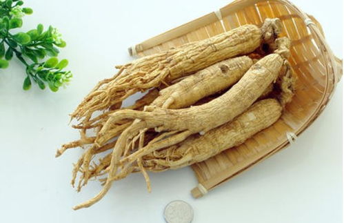 園參、林下山參與西洋參的共同點