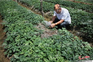山東榮成 全國參茸產業專家齊聚一堂，為西洋參種植把脈問診