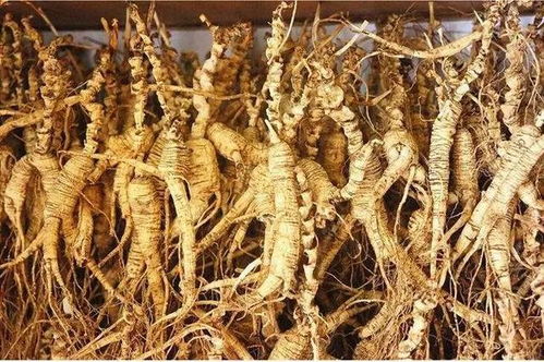 長白山黑參 五載沉淀，鮮食營養三倍于干品