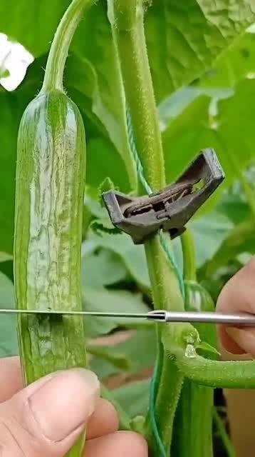 從人參果到黑參 看似高檔的養生食材，其實家庭養護很簡單