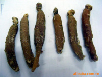 深耕沃土，匠心培育——探索人參種植的綠色未來